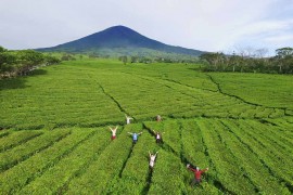 South Sumatra- Pagaralam Tea Plantation Drone Shot