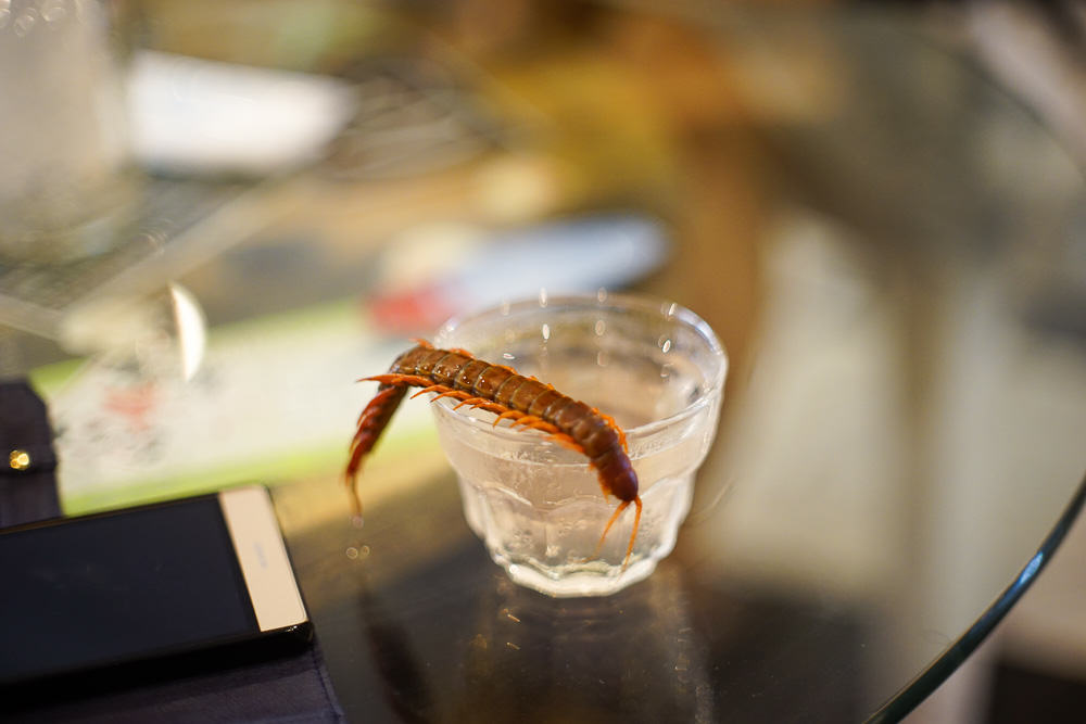 Centipede at Rockstar Reptile Cafe - Osaka Japan Travel Guide-10